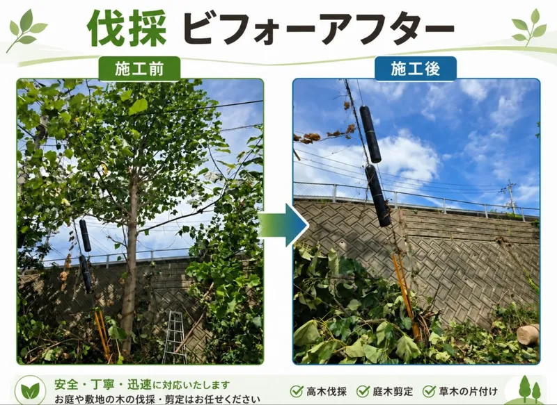 庭木の伐採｜ビフォーアフター